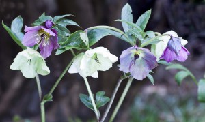 A group of 5 white and purple hellebore flowers and a little of their stalks