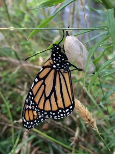 Monarch hatched photo Janis Higgie