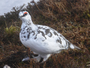 Cock Ptarmigan changing from white to summer plumage on heather and moss with snow bank behind