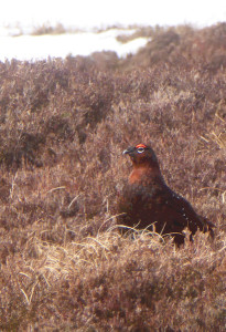 A red grouse in old heather with the snow bank behind that shows how the spring is arriving in Scotland