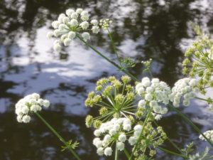 Cow parsley by river side Neil Dunlop