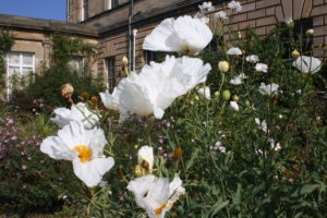 White Poppies, Howick, Northumberland