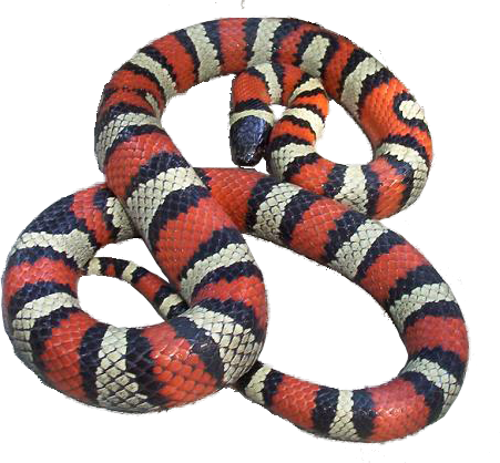 Picture of a banded red and white snake, an Australian King Snake