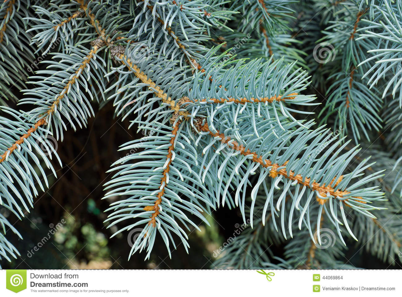 Blue spruce tree close up