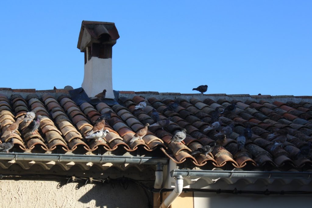 Pidgeons on pantile roof