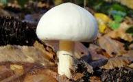 Mushroom foraging