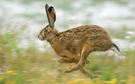 Issue 148: 2018 04 05: A Strange Course Hunting hares