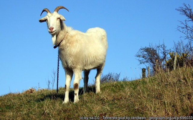 Tethered goat